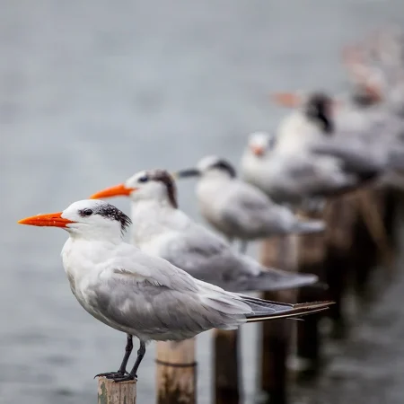 Using Data Analytics to Create One Unified Scorecard